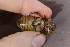 Dytiscus circumcinctus