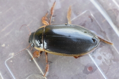 Dytiscus circumcinctus