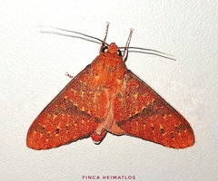 Eriostepta nigripuncta