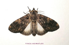 Lusura