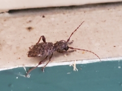 Plectrura spinicauda