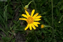 Verbesina pedunculosa