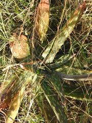 Aloe parvibracteata