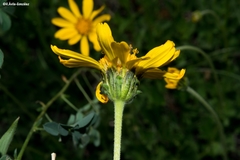 Verbesina pedunculosa