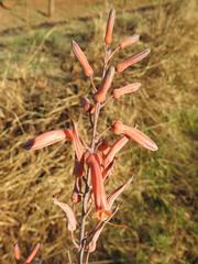 Aloe parvibracteata