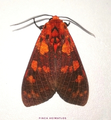 Elysius