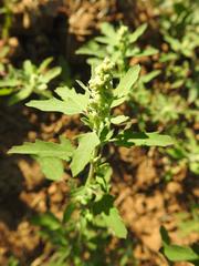 Atriplex suberecta