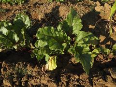 Beta vulgaris vulgaris