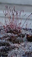 Tortula muralis