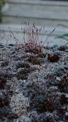 Tortula muralis
