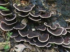 Nigroporus vinosus