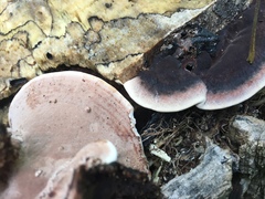 Nigroporus vinosus