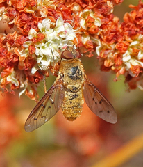 Chrysanthrax edititius