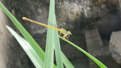 Ceriagrion coromandelianum