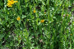 Verbesina pedunculosa