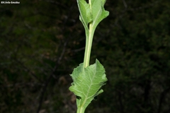 Verbesina pedunculosa