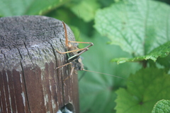 Paratlanticus ussuriensis