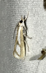 Catoptria latiradiellus