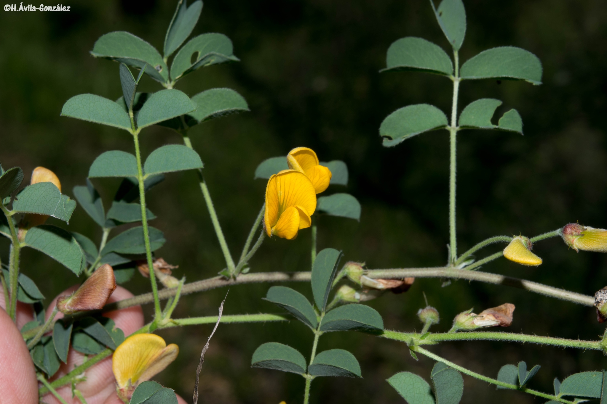 Nissolia wislizeni