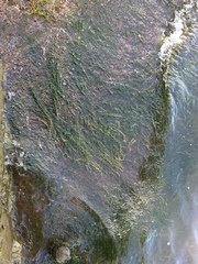 Hydrilla verticillata