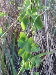 Cissampelos mucronata