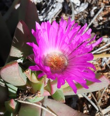 Carpobrotus aequilaterus