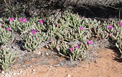 Carpobrotus aequilaterus