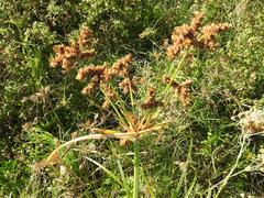 Cyperus alopecuroides