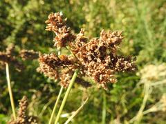 Cyperus alopecuroides