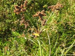Cyperus alopecuroides