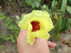 Cienfuegosia affinis