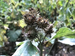 Arctium minus