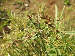 Cyperus sphaerospermus