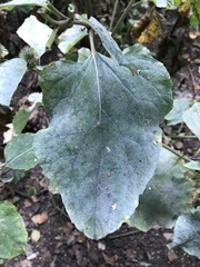 Arctium minus