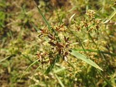 Cyperus sphaerospermus