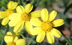 Senecio lacustrinus