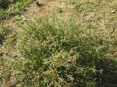 Cyperus sphaerospermus