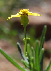 Senecio lacustrinus