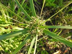 Cyperus sexangularis