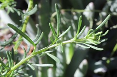 Senecio lacustrinus
