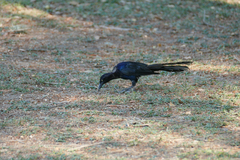 Quiscalus mexicanus