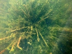 Dreissena polymorpha