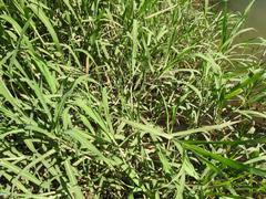 Echinochloa pyramidalis