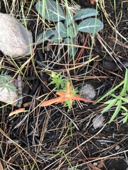 Castilleja patriotica