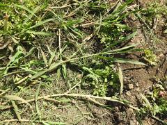 Echinochloa pyramidalis