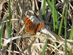 Polygonia oreas