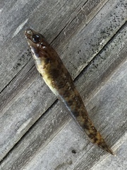 Rhinogobius kurodai