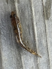 Rhinogobius kurodai