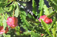 Dodonaea ptarmicifolia
