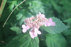 Hydrangea macrophylla